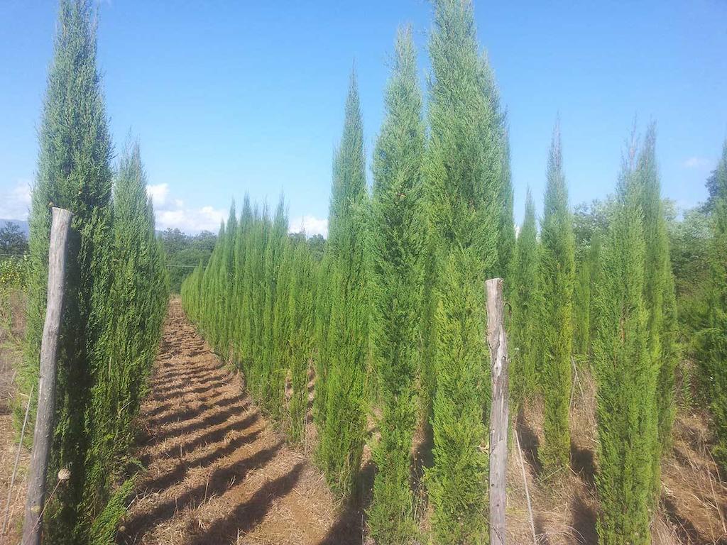 Agricampeggio Madonna Di Pogi Bucine Εξωτερικό φωτογραφία